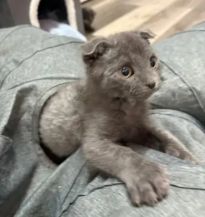 MAGNIFIQUE MÂLE SCOTTISH FOLD, View more