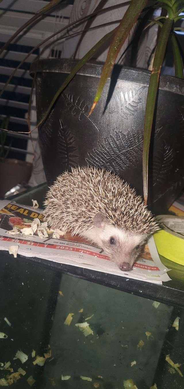 Hedgehog  in Small Animals for Rehoming in City of Toronto - Image 3