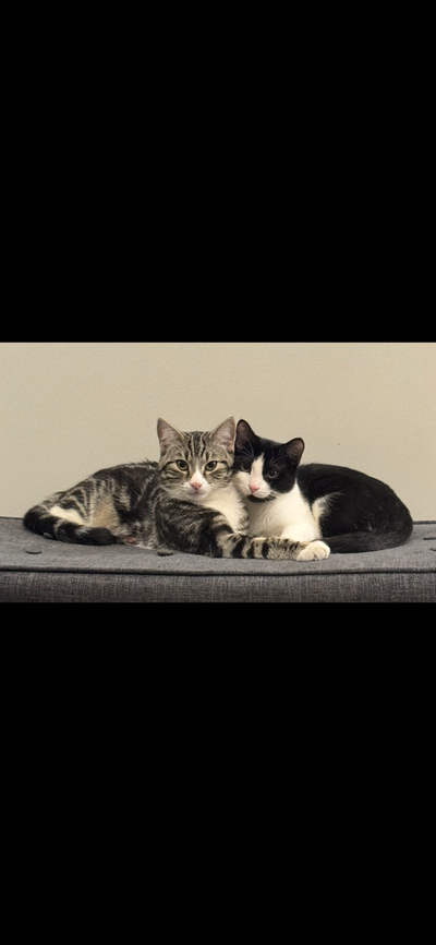 Kittens new home, View more