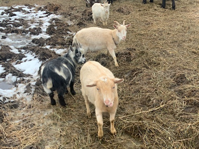 Blue Eye Nigerian Dwarf Does ( Registered , disbudded ) in Livestock in Barrie