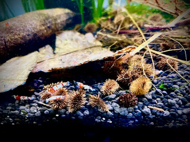 Caridina Pinto Shrimp ( Crystal Red Shrimp x Red Zebra Pinto) in Fish for Rehoming in Oakville / Halton Region - Image 4