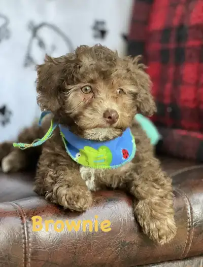 Bella et brownie sont deux chiots caniches miniatures de couleur brun chocolat, élevées dan un milie...