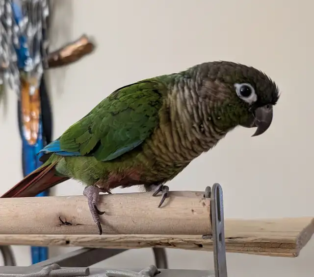Beautiful Baby Conure | Birds for Rehoming | Kitchener / Waterloo ...