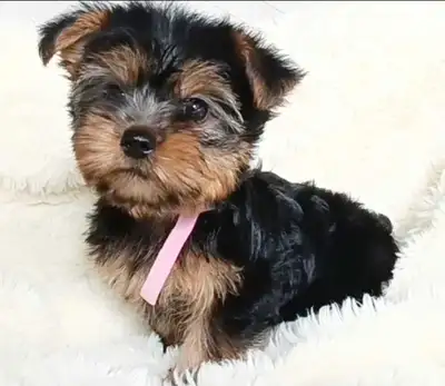 * 1 Girl Left * Pure Yorkie Puppies Available!, View more