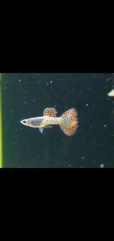 Metal head red lace guppy fry, View more