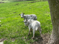 Pygmy Goat Bucks