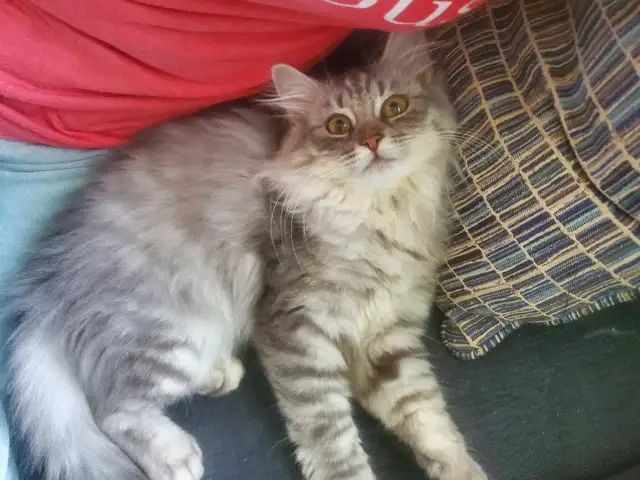 Siberian junior kitten
