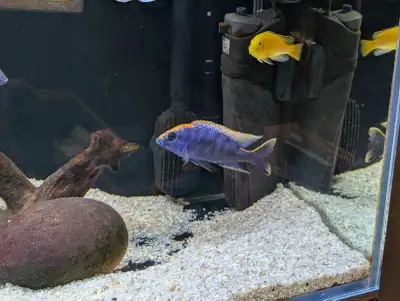 Z Rock Cichlid Fish, View more