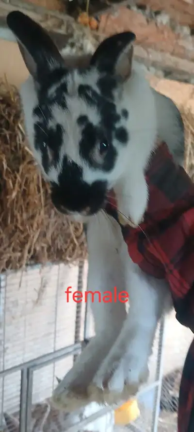 Flemish Giant cross female , View more