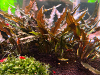 Red crypts and brown crypts live aquarium plants