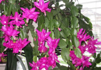 Christmas Cactus Plants– Purple Red - with planter and saucer