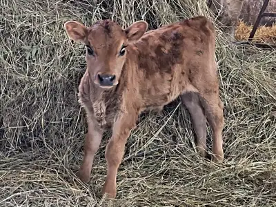 Jersey bull calf, View more