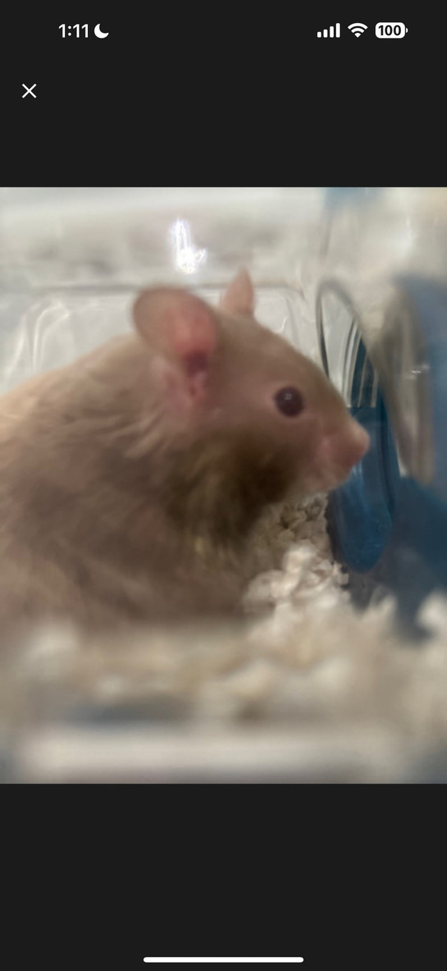 Syrian Hamster (everything included)  dans Petits animaux à adopter  à Ville de Montréal - Image 2