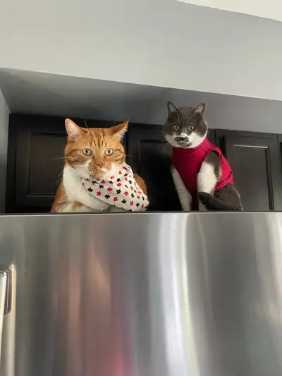 Pet and House Sitting Services, View more