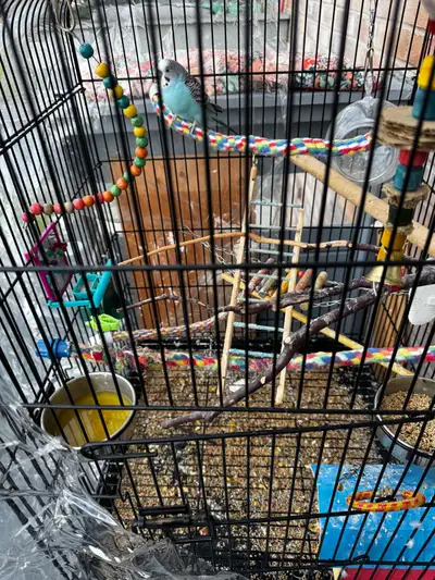 Large cage enough space for 6 birds lots of accessories and food plates and I will give you 5 bags o...