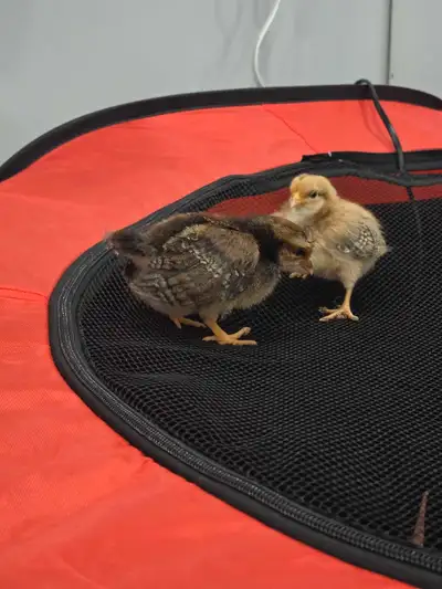 Adorable Dutch bantam chicks!!! Quick get yours before there sold. They are one week old.