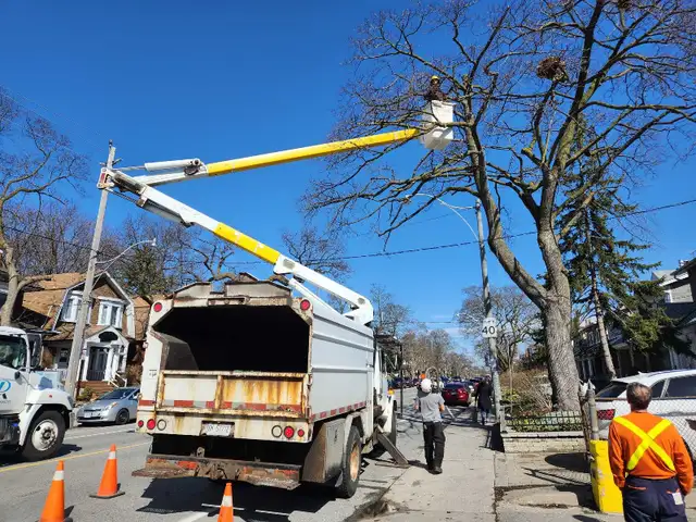 Tree Services 548407788847779845