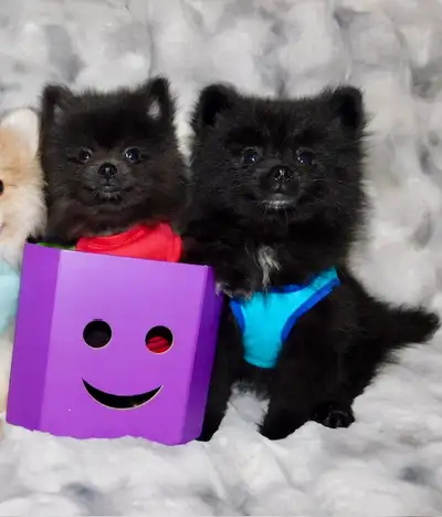 Pomeranian and (smalls) Pomeranian puppies, View more