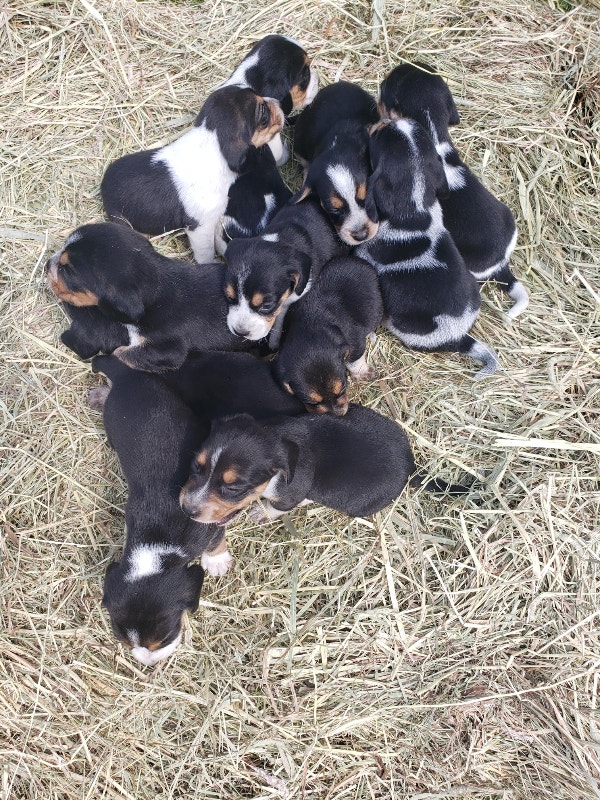 Purebred beagle puppies Dogs & Puppies for Rehoming Ottawa Kijiji