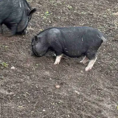 mini pig , View more