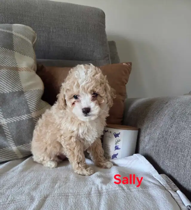 Adorable mini Cockapoo puppies | Dogs & Puppies for Rehoming | London ...