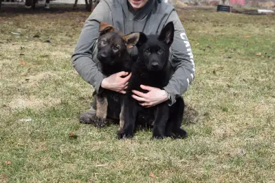 Purebred Czech Lineage German Shepherd Puppies, View more