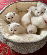 5 beautiful Ragdoll mixed kittens for adoption!