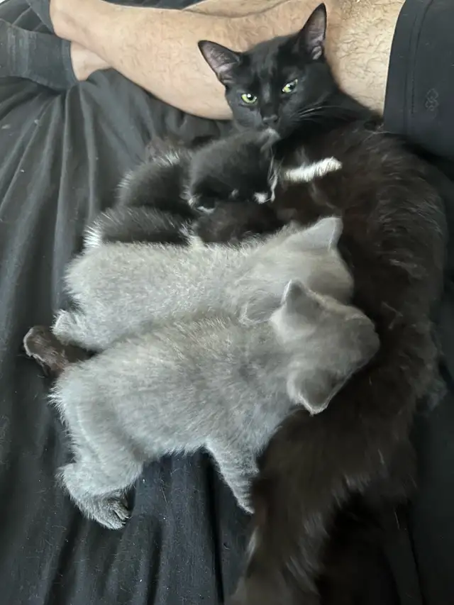 Kittens 2 months old in Cats & Kittens for Rehoming in City of Montréal - Image 10