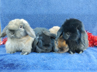 EXTRAORDINARY BABY HOLLAND LOPS