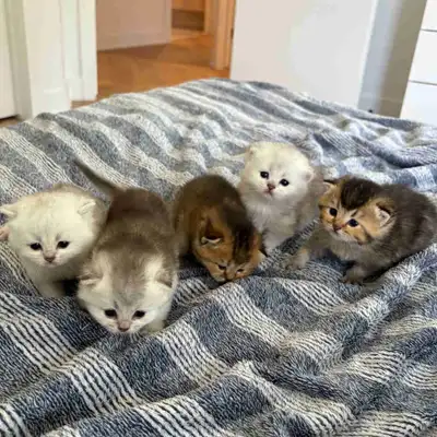 British Shorthair/Longhair Chatons - Kittens, View more