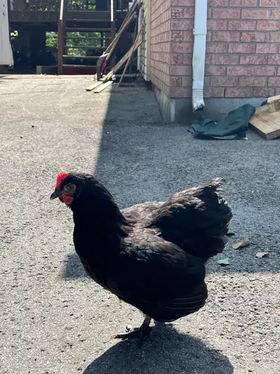 magnifique poussin Orpington , View more