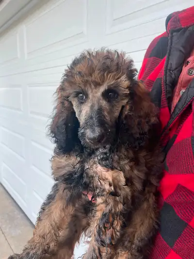 We have two gorgeous well socialized purebred standard poodles for sale. Both male pups have had two...