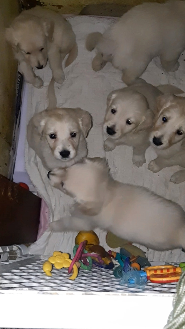 Pure English Cream Golden Retriever puppies in Dogs & Puppies for Rehoming in Peterborough - Image 4