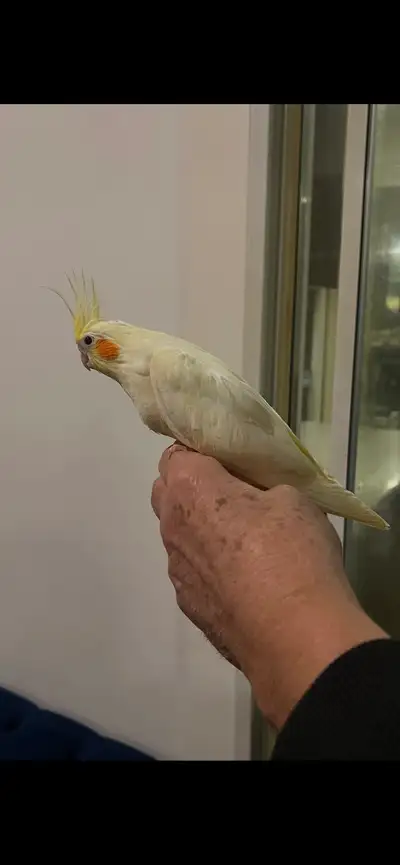Baby cockatiel , View more