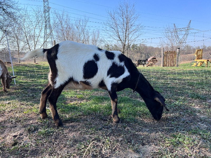 Mini Nubian/ Nigerian dwarf dairy goat with buckling & doeling