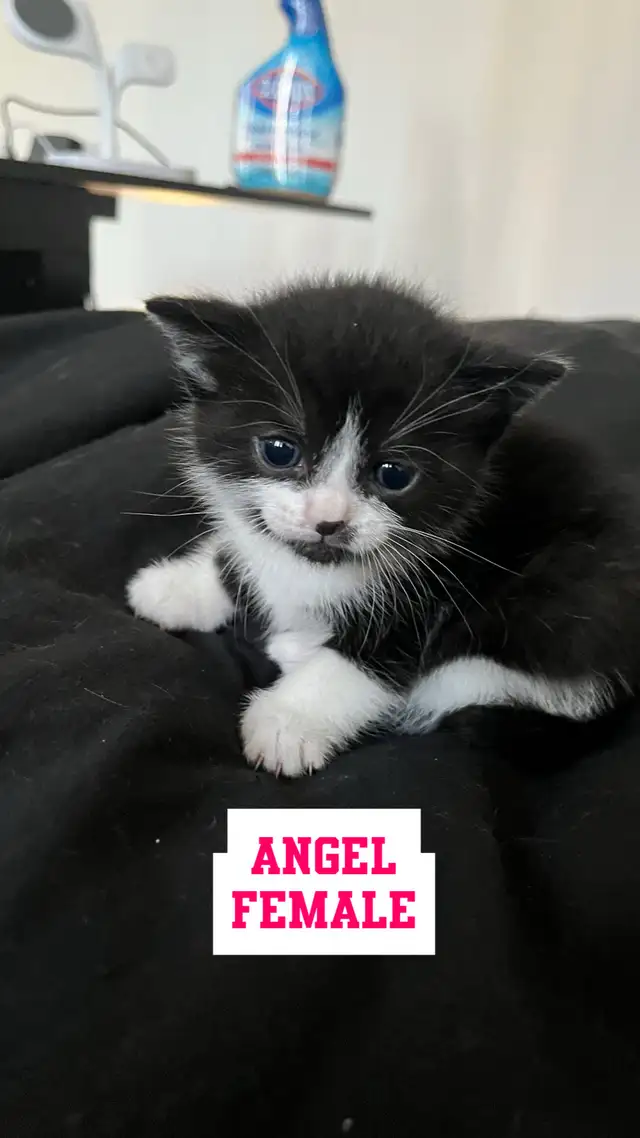 Kittens 2 months old in Cats & Kittens for Rehoming in City of Montréal - Image 6