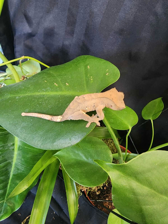 Crested gecko in Reptiles & Amphibians for Rehoming in Delta/Surrey/Langley - Image 3