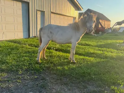 Exposed cremello mini mare, View more