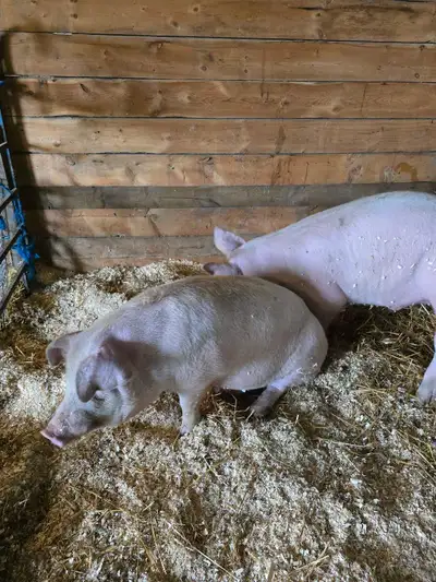 5 month old boars. Very friendly. Both parents can be seen. Asking 250.00 each Please text. 204-807-...