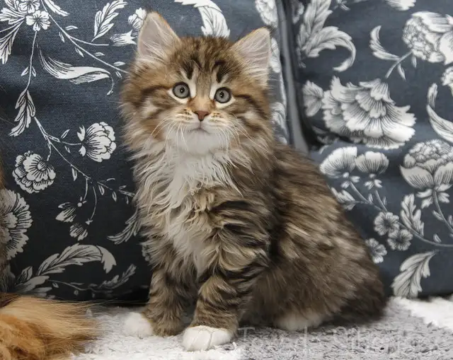 Siberian Kittens from TICA registered cattery