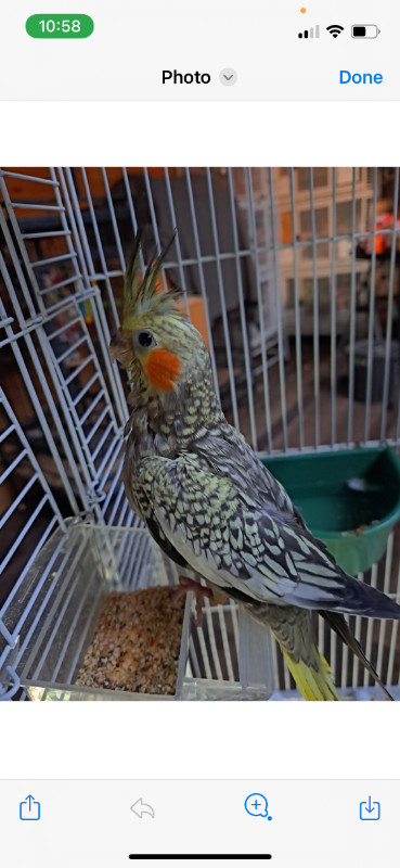 Baby Cockatiels. Tame and 11 weeks old. Birds for sale. | Birds for