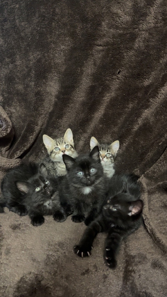 Free kittens Cats & Kittens for Rehoming Petawawa Kijiji