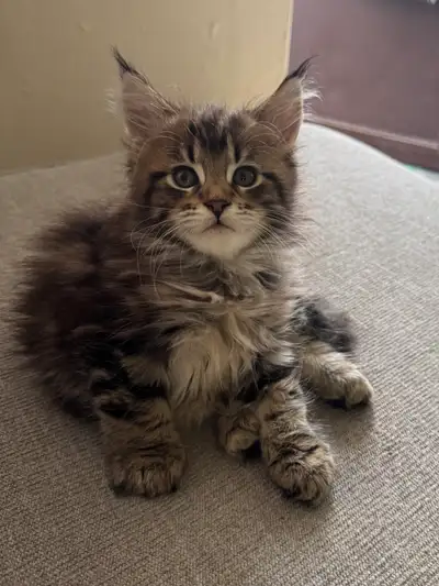 Maine coon pure breed, View more