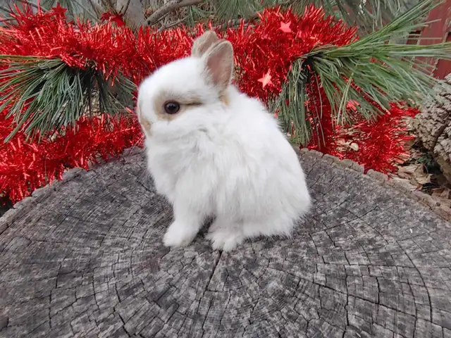 EXTRAORDINARY NETHERLAND DWARF/ JERSEY WOOLY/ LIONHEAD BUNNIES in Small Animals for Rehoming in Kingston - Image 10