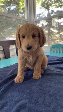 F1B Golden Doodle puppies, View more