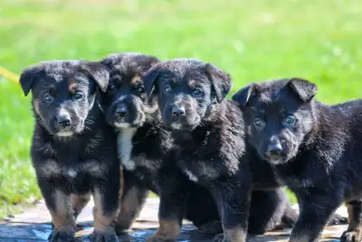 9 females 5 males They'll be ready to go in 2 weeks with vet papers