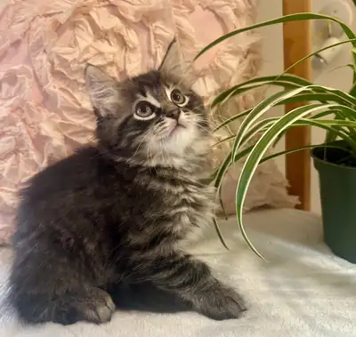 Bonjour nous avons une adorable petite chatounet de race pure Sibérienne, race de chat reconnu pour...