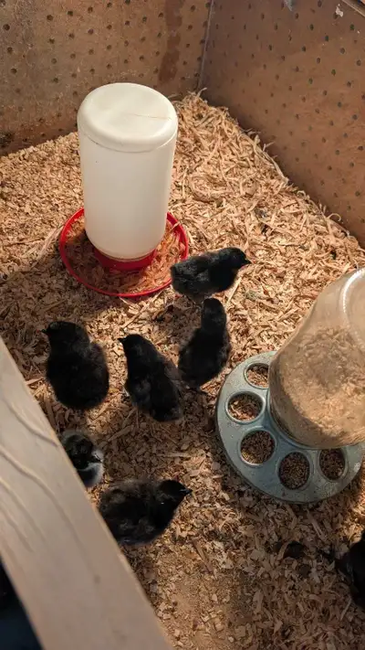 Cemani chicks, View more