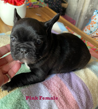 Only 3 available!!! Female French Bulldog Puppies