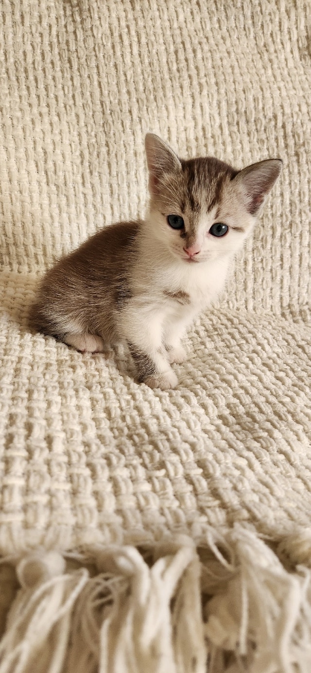 Unique Brown & White female! Cats & Kittens for Rehoming Kamloops